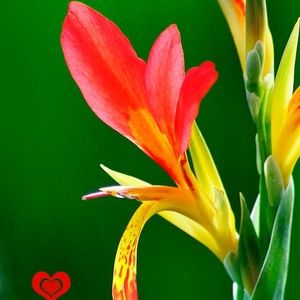 Meet your Posher, Tilithea